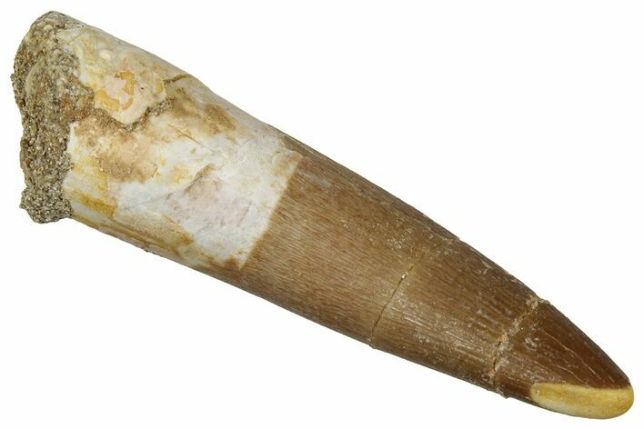 Fossil Plesiosaur (Zarafasaura) Tooth - Morocco #354718